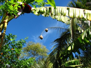 The Masked-Weaver tears strips off their soft leaves to line his nests