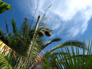 Weaverbirds build their nest in trees with swaying branches.