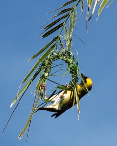 Building another of his kidney shaped nests.