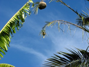 Stripping the branch