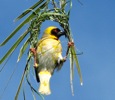 Southern Masked-Weaver