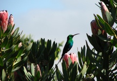 Malachite Sunbird on Protea laurifolia, where he built his nest