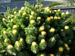 Leucospermum conocarpodendron