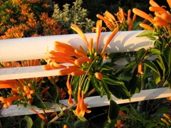 Golden Shower on balcony and pergola