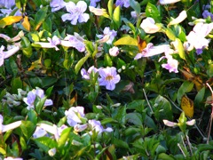 Violet Trumpet Vine, also on pergola