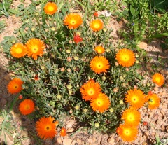 Lampranthus aureus