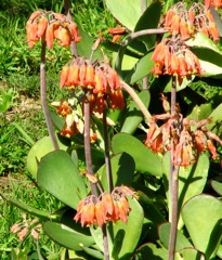 Cotyledon barbeyi