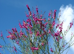 Polygala virgata