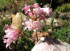 Amaryllis belladonna