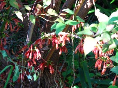 Tree Fuchsia attracts birds