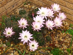 Echinopsis oxygona