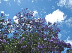 Jacaranda