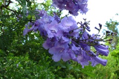 Jacaranda's blue trumpets