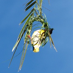 A partial albino (partial leucism)