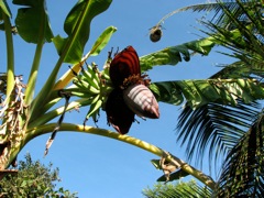 Banana flowering