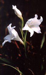 Gladiolus carneus