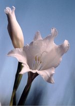 Gladiolus carneus