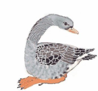 Gackerliese Graugans, anklicken fr Animation
