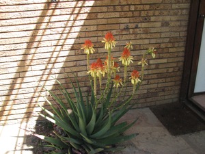 Aloe in front of our bedroom attracts sunbirds