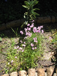 Ixia flexuosa