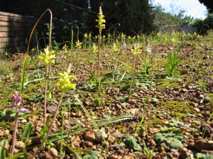 Lovely lachenalias