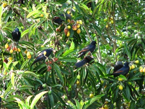 Red-winged Starlings raiding our Loquat tree