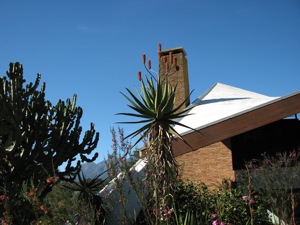 Old Aloe ferox, Watsonias and Erica versicolor