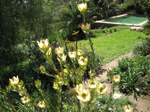 Leucadendron discolor