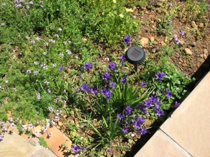 Babiana longibracteata at the pool