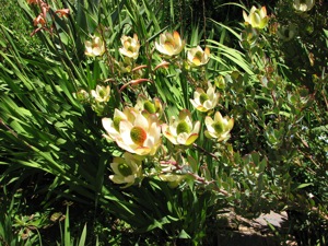 Family : Proteaceae