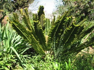 Our cycad is flowering