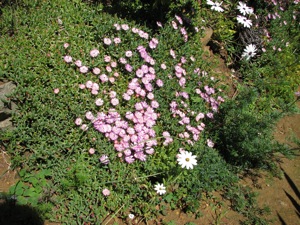 Ruschia lineolata