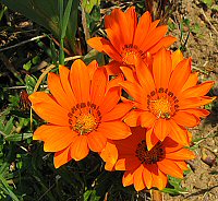 Gazania