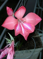 Gladiolus carmineus