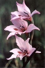 Gladiolus carneus