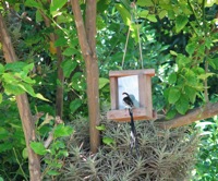 Pin-tailed Whydah