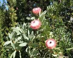 Protea magnifica