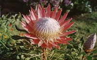 Protea cynaroides