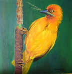 Cape Weaver