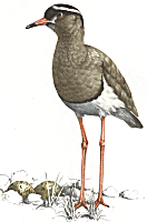 Crowned Plover