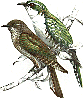 Diderick Cuckoo