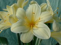 Clivia miniata var citrina 