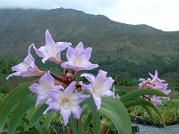 Worsleya (blue Amaryllis)