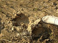 Hippospur