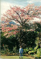 Kapoktree