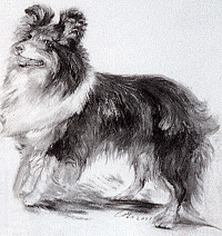 Cora Coetzee's Collie