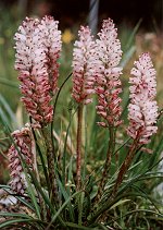 Lachenalia rosea