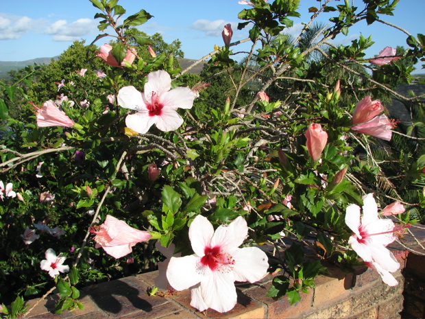 Hibiskus flowers nearly all year round and is much liked by the birds