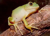 Leptopelis xenodactylus