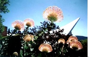 Pincushion